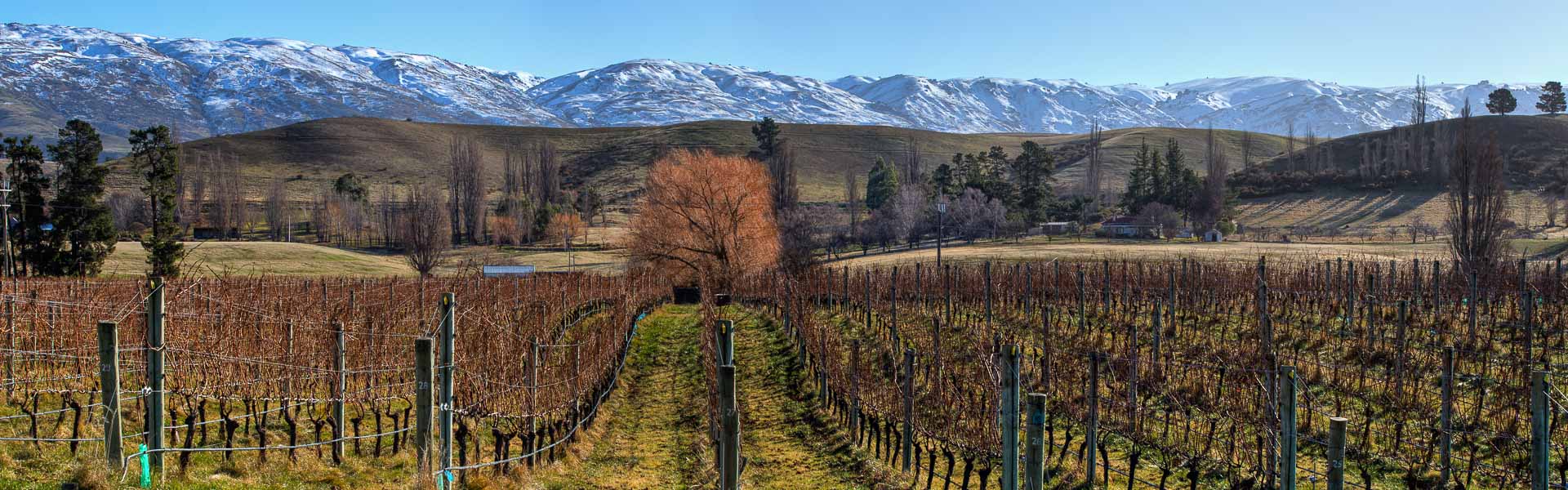 View to the Pisa Mountains - Central Otago